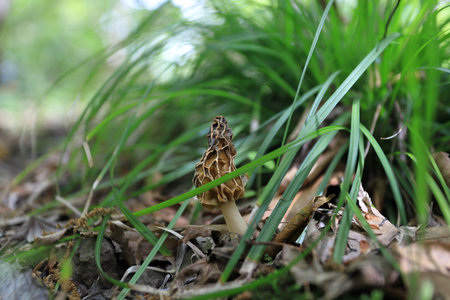 Morel mushrooms growing in the forest. Shallow depth of field.