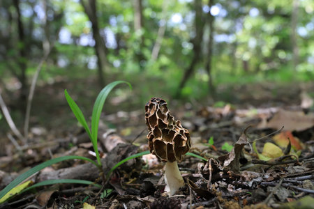 Morel mushrooms in the forest, close-up, selective focusの写真素材