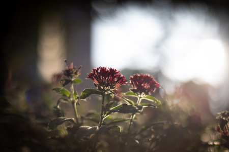 Red clover flowers in the garden with sunlight and bokehの写真素材