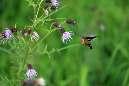 Macroglossum pyrrhosticta sitting on thistle flower in summer meadow.の写真素材