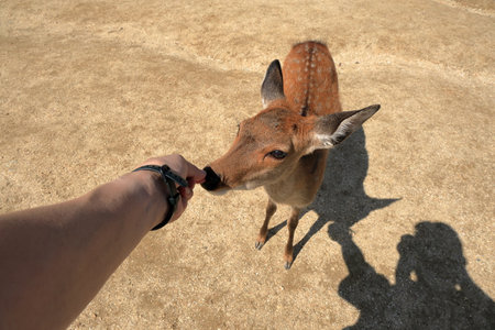 Deer in Nara Park, Japan. The park is a popular tourist attraction.の写真素材