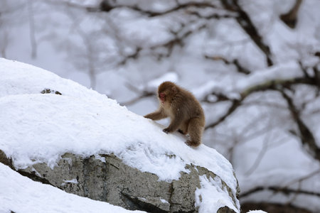Snow monkeys at Jigokudani Monkey Park in Nagano. Surrounded by cold air and rising steam, they look like they're having the ultimate relaxation time.の写真素材