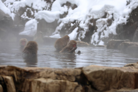 Snow monkeys soaking in the hot springs at Jigokudani Monkey Park in Nagano. Surrounded by cold air and rising steam, they look like they're having the ultimate relaxation time.の写真素材