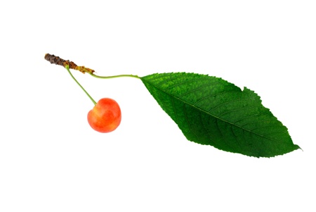 sweet ripe red cherries on the stem with a green leaf.の写真素材