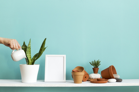 Modern room decoration with picture frame mockup. White shelf against pastel turquoise wall with pottery and succulent plant. Hand watering potted snake plant.の写真素材