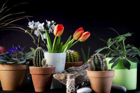Close up of various flowers and houseplants. Black backgroundの写真素材