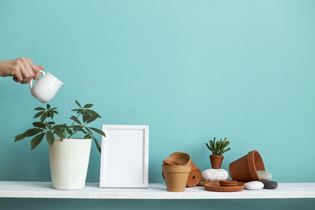 Modern room decoration with picture frame mockup. White shelf against pastel turquoise wall with pottery and succulent plant. Hand watering potted schefflera plant.の写真素材