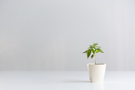 White table with CBD Marijuana plant in pottery.の写真素材