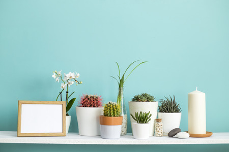 Modern room decoration with Picture frame mockup. White shelf against pastel turquoise wall with Collection of various cactus and succulent plants in different pots.の写真素材