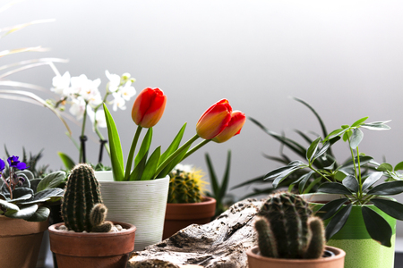 Close up of various flowers and houseplants. White backgroundの写真素材