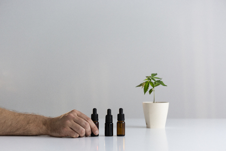 White table with Marijuana plant in pottery. Hand putting down one bottle with healthy CBD oilの写真素材