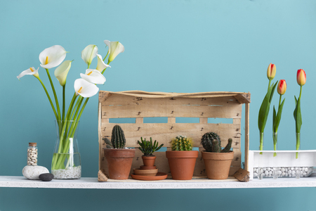 Modern room decoration with crate. Shelf against turquoise wall with decorative cactus, glass and rocks. Tulips and calla in vase.の写真素材