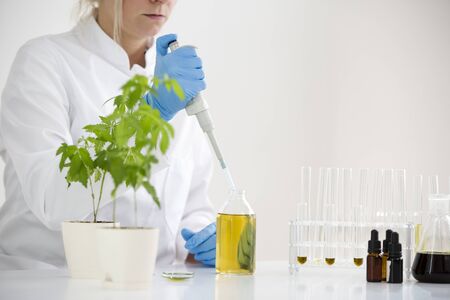 Female scientist in laboratory testing cbd oil extracted from a marijuana plant. She is using a precise dropper and various glass tubes and bowls for the experiment. Healthcare from medical cannabis.の写真素材