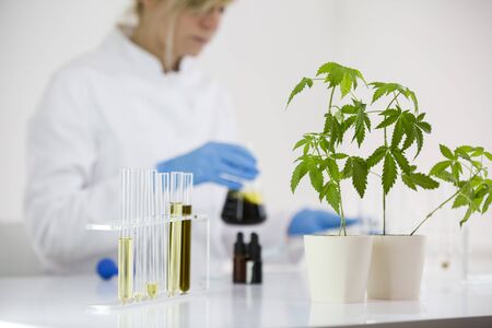 Female scientist in a laboratory working on experiment with cbd oil extracted from a marijuana plant. Healthcare pharmacy from medical cannabis. Titration of the CBD oil in a glass bowl.の写真素材