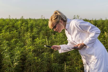Scientist with magnifying glass observing CBD hemp plants on marijuana field and taking notes