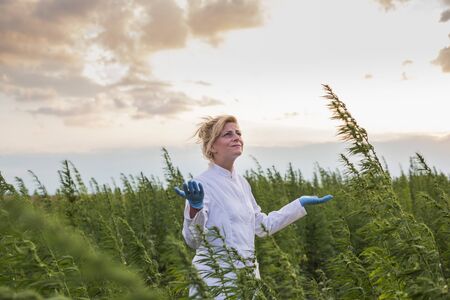 Scientist looking at bad and windy weather in marijuana CBD hemp plants field. Medicinal and...