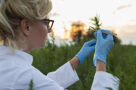 Scientist with tweezers taking samples and observing CBD hemp plants on marijuana field. She is...