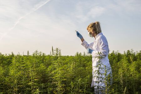 Scientist with tweezers taking samples and observing CBD hemp plants on marijuana field. She is...