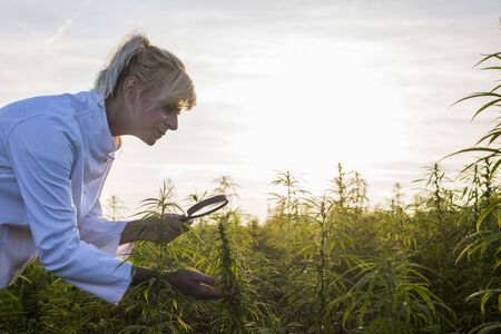 Scientist with magnifying glass observing CBD hemp plants on marijuana field