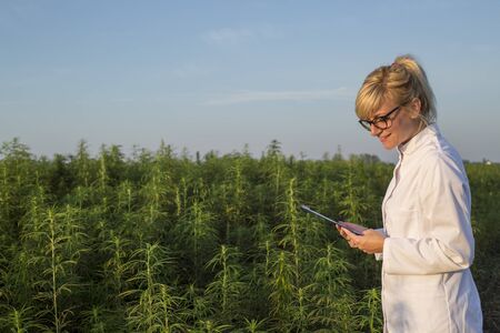 Scientist observing CBD hemp plants on marijuana field and taking notes