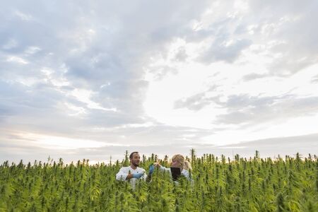 Two people observing CBD hemp plants on marijuana field and writing results in tablet. They are using tweezers and test tube.の写真素材