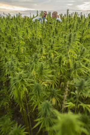 Two people observing CBD hemp plants on marijuana field and writing results in tablet. They are using tweezers and test tube.の写真素材