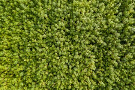 Aerial top view of a beautiful CBD hemp field. Medicinal and recreational marijuana plants...