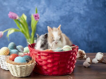 Easter bunny in basket with colorful eggs, candies and tulips on wooden table. Easter holiday...