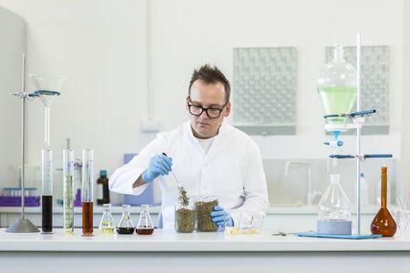 Scientist spills marijuana hemp and seeds on watch glass during experiment in laboratory. CBD and CBDa oils and glass tubes are on table. Healthcare pharmacy from cannabis.の写真素材