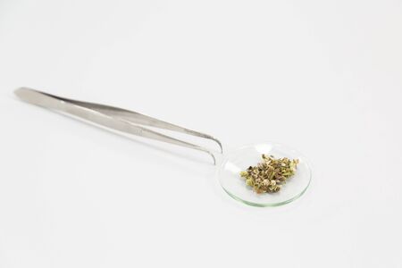 Close up of glass full with Marijuana seeds on laboratory desk with CBD and CBDa oils in background. Healthcare pharmacy from medical cannabis.の写真素材