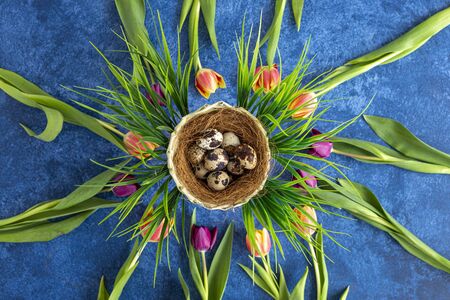 Quail easter eggs and tulips arranged in circle. Dark blue background. Holiday decorations, Easter concept background.の写真素材