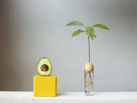 Stylish and botany composition of a young sprout of avocado plant from a seed with roots in water.の写真素材