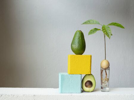 Stylish and botany composition of a young sprout of avocado plant from a seed with roots in water.の写真素材