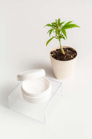 CBD body cream product and marijuana hemp plant on white background. The product bowl with the cream is open so that the product can be seen clearly.の写真素材