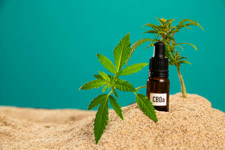 A product of CBD and CBDa oil positioned in the sand, while two twigs of the marijuana plant protrude from it. The background is half in the sand, while one part is something like a blue wall. Sea shells in the sand can also be seen.の写真素材