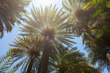 Branches of palm trees at tropical coast in Preveli beach on Crete island.