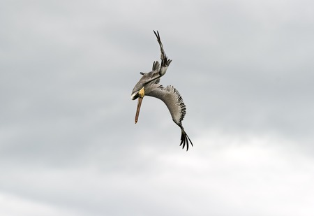 An coastal Pelican is entering its dive の写真素材