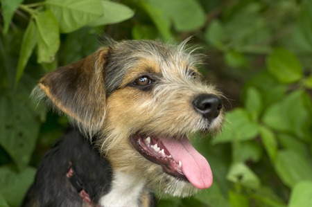 A cute puppy is happy to be outdoorsの写真素材