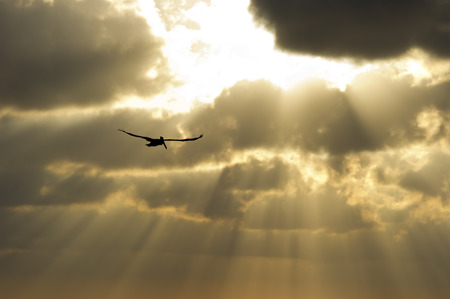 The suns rays break through the clouds as a single soul soars by.の写真素材