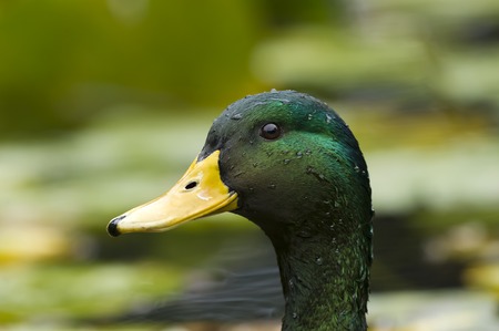 A head shot of a Mallard duck with a lovely blurred background.の写真素材