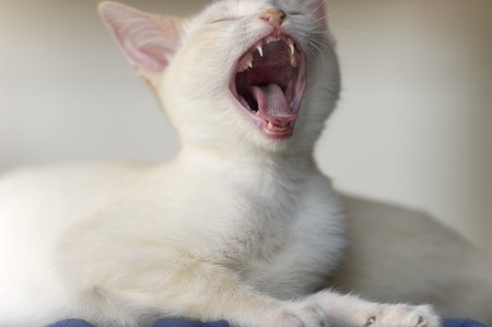 A cute white kitten appears to be roaring ferociously.の写真素材