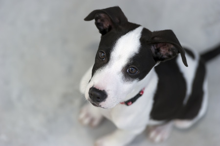 A cute black and white puppy dogwith big glassy eyes is looking up.