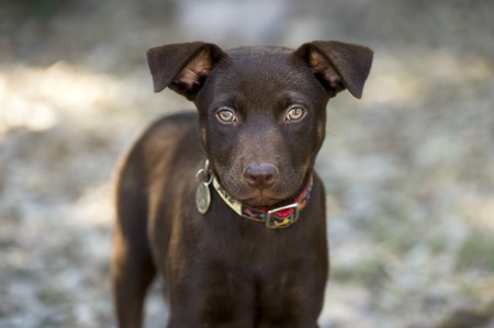 Cute curious brown puppy dog is looking straight ahead with big green eyes.の写真素材
