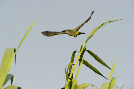 Canary likle bird is flying through green plants with the blue sky in the back drop.の写真素材