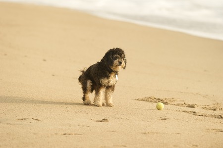 A dog sits waiting for someone to throw the ball for him.の写真素材