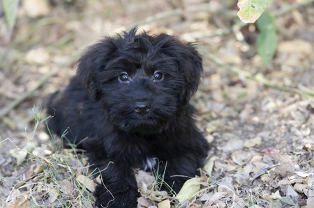 Cute and adorable black puppy has big puppy love eyes in an outdoors closeup..の写真素材