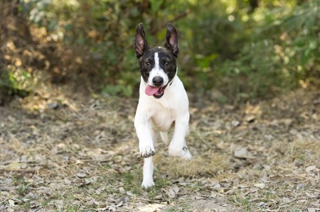 A Happy excited young dog is running and jumping outdoors with his tongue hanging out.の写真素材