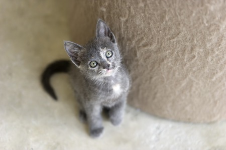 A cute gray kitten with green eyes is looking up.の写真素材