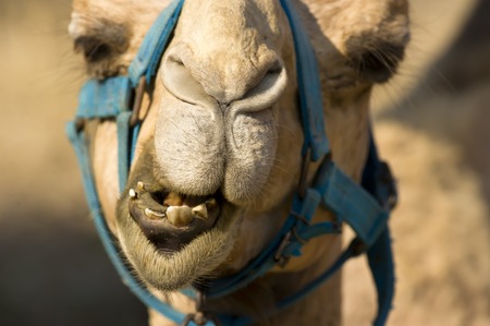 Camel isolated face closeup with teeth nose and eyes.の写真素材