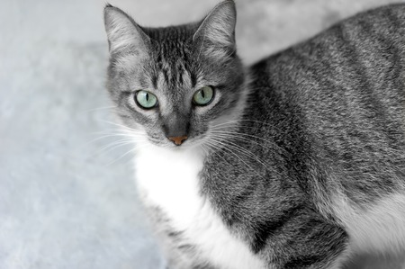 A pretty Tabby cat with green eyes is looking up.の写真素材